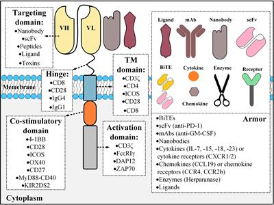 Strategies for Dodging the Obstacles in CAR T Cell Therapy